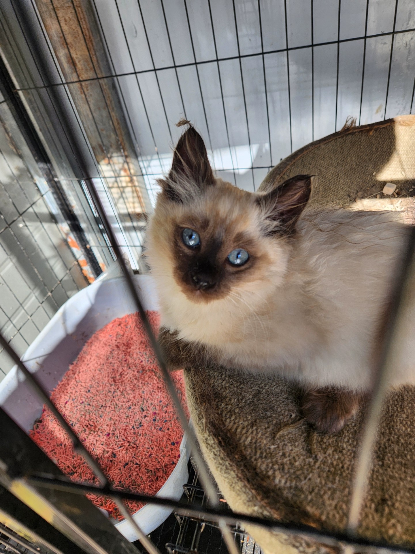 暹罗猫幼崽 可爱亲人 高贵外表 疫苗两针